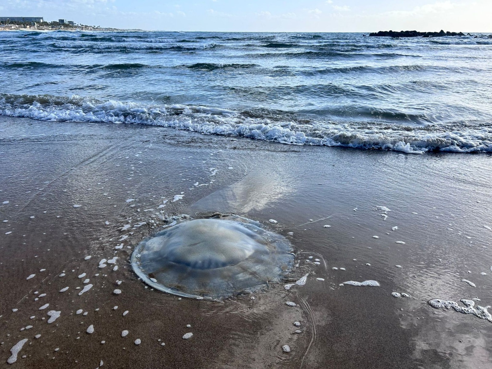 Медузы – опасные летние гости Средиземного моря у берегов Израиля